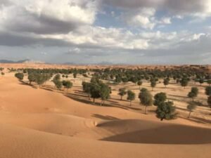 Dubai Desert Safari Tour